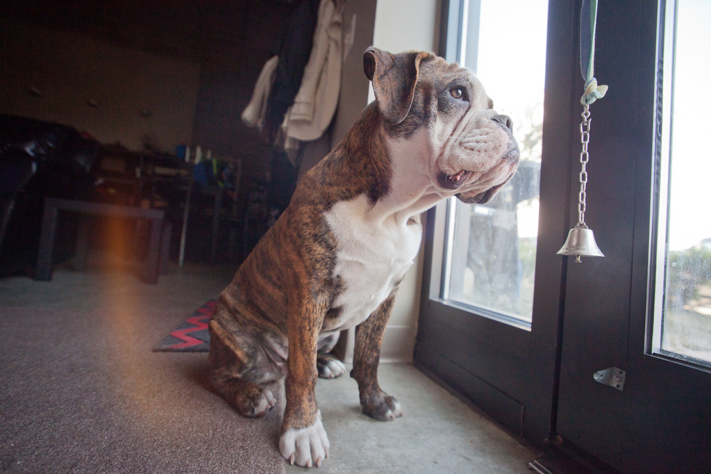 olde english bulldogge