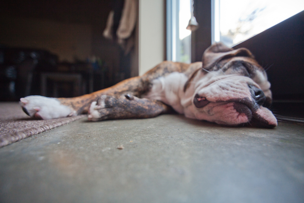 olde english bulldogge