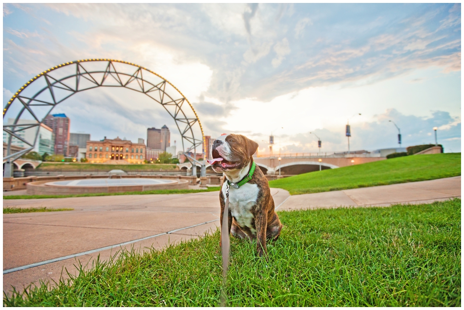 Dexter the olde english bulldogge