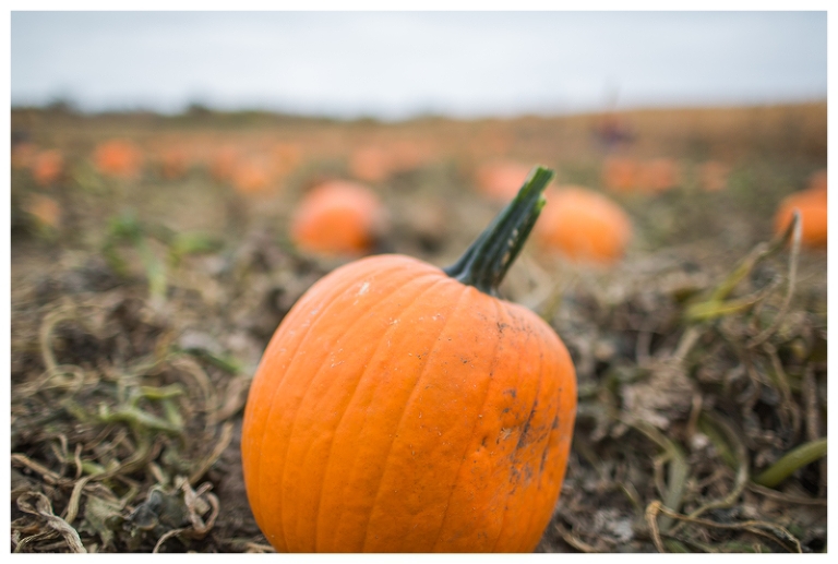 iowa pumpkin patch